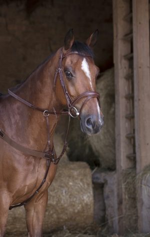 NORTON PRO - Collier de Chasse "Elastique"