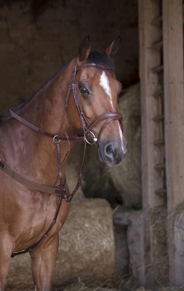 NORTON PRO - Collier de Chasse "Elastique"