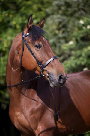 RIDING WORLD - Bridon "Muserolle française" Havane