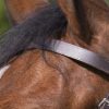 RIDING WORLD - Bridon "Muserolle française" Havane – Image 4