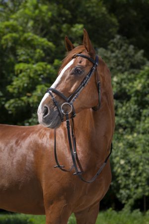 RIDING WORLD - Bridon muserolle combinée Havane