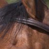 RIDING WORLD - Bridon muserolle combinée Havane – Image 3