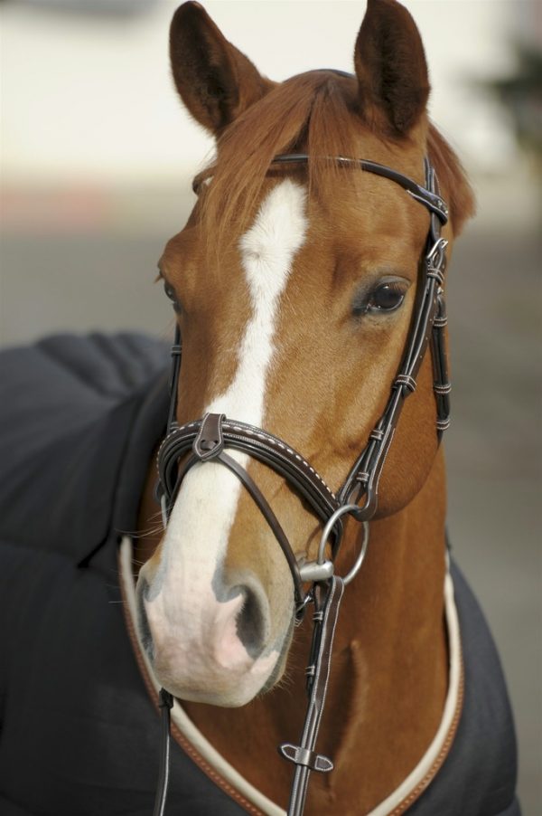 PENELOPE - Bridon "Point sellier" Havane