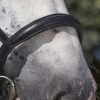 NORTON - Bridon cheval de trait Noir – Image 3