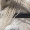 NORTON - Bridon cheval de trait Noir – Image 5