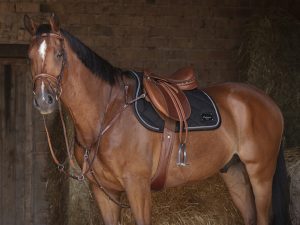 ERIC THOMAS - Collier de Chasse "Hybrid"
