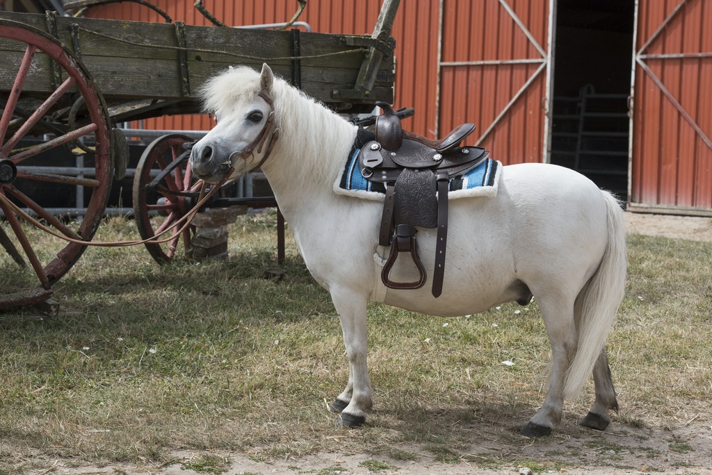 Westride WEST.TOPEKA 13" HAVANE – Image 3