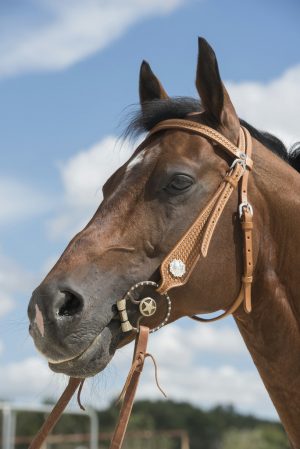 WESTRIDE - Bridon "Aurora" Noisette