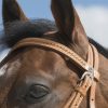 WESTRIDE - Bridon "Aurora" Noisette – Image 3