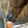 HIPPOTONIC - Pierre à sel de l'Himalaya – Image 3