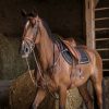 ERIC THOMAS - Collier de Chasse "Hybrid" – Image 3