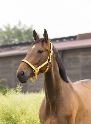 EQUITHEME - Licol "Air" Poney