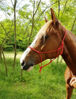 RIDING WORLD - Licol Ethologique Corde "Fin" Rouge