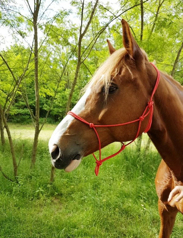 RIDING WORLD - Licol Ethologique Corde "Fin" Rouge