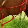 RIDING WORLD - Licol Ethologique Corde "Fin" Rouge – Image 3