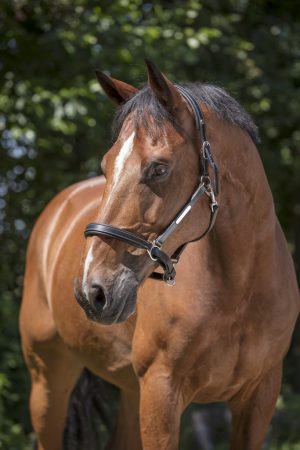 NORTON - Licol Cuir "Grooming"