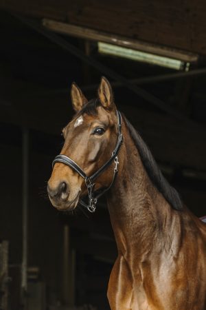 NORTON - Licol Cuir "Rock" Cheval