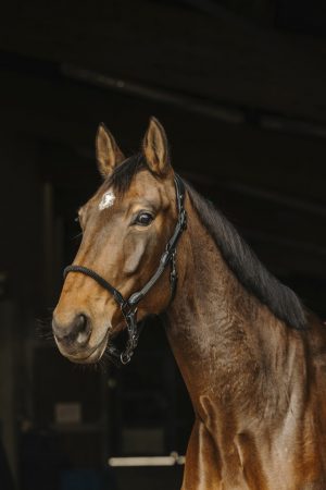 NORTON - Licol Cuir / Corde Noir
