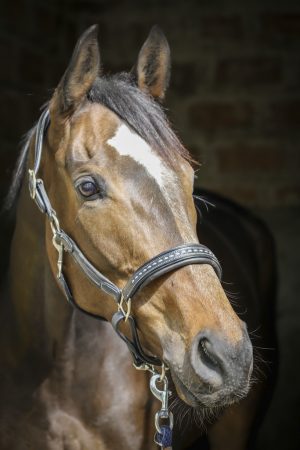 PENELOPE - Licol Cuir "Point Sellier"