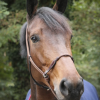 PENELOPE - Licol Ethologique Havane – Image 4