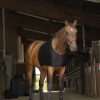 EQUITHEME - Protection d'Epaules Noir – Image 2